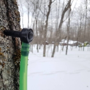Tapped Maple Tree and Maple Syrup Production