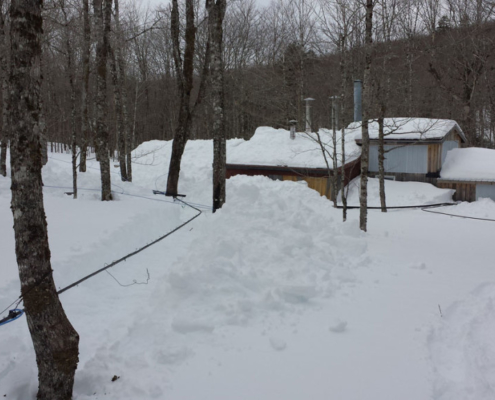 Digging Out Maple Sap Lines