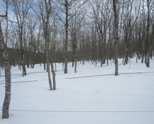 Maple Sap Lines Buried In Snow