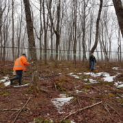 2018 Update, Maple Season Begins Early