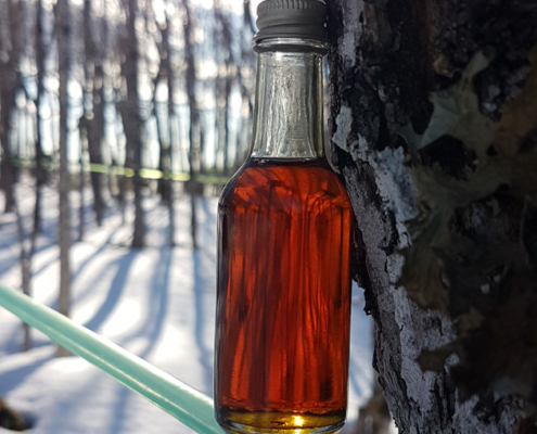 Nova Scotia Maple Syrup Bottle on Maple Sap Line