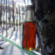 Nova Scotia Maple Syrup Bottle on Maple Sap Line