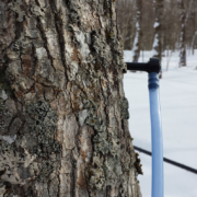 Tapped Maple Tree